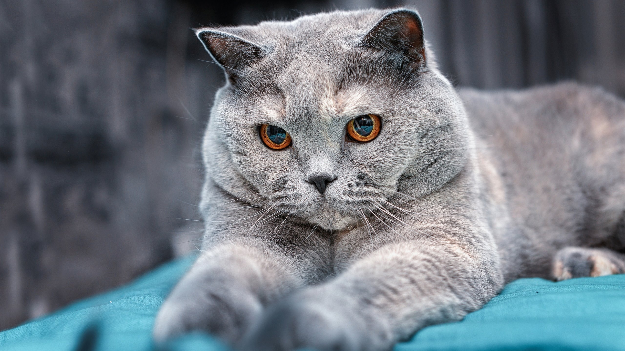 开云体育俱乐部官网-_森林狼队士气正盛，向季后赛发起冲击_，森林狼队比赛