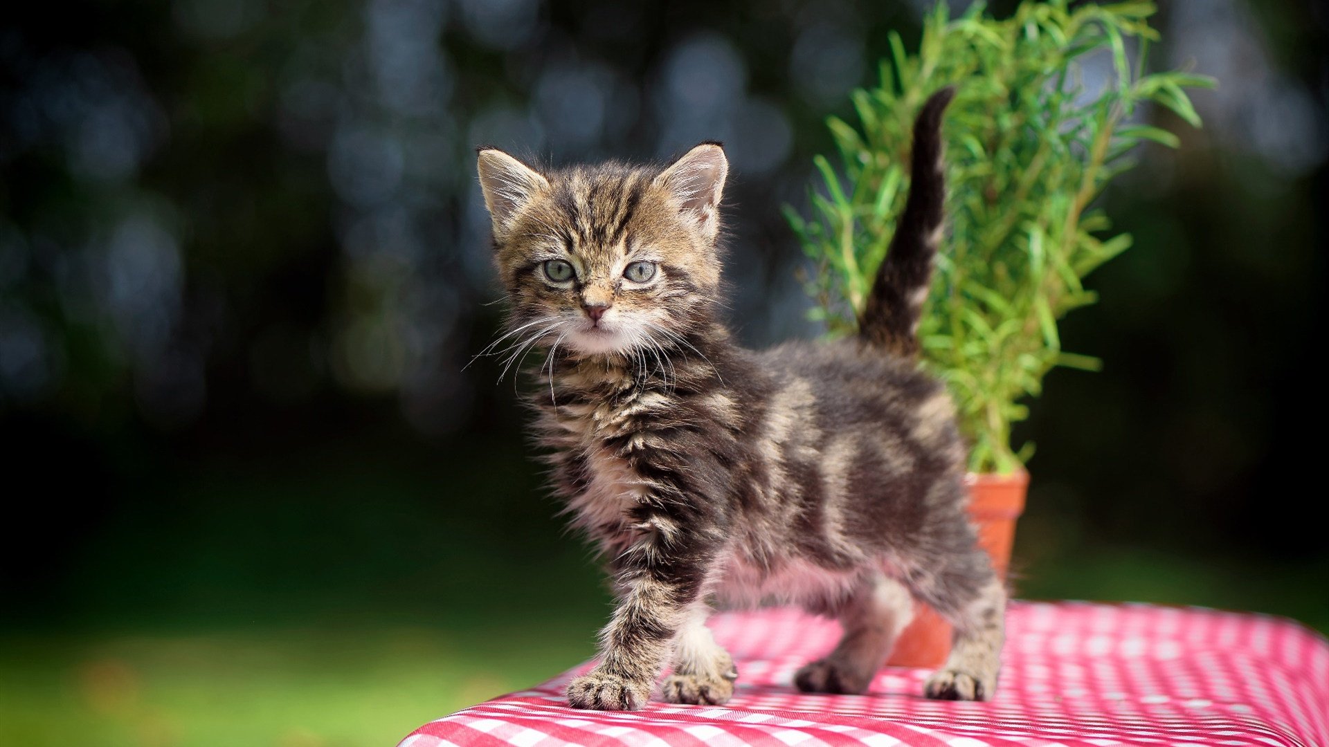 克罗地亚队在巴黎奥运会手球比赛中多次利用边路进攻，克罗地亚奥运落选赛